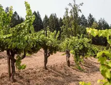  ?? Jessica Christian/The Chronicle ?? There are fewer than 75 acres of Riesling left in Napa Valley, including these 1947 vines at Stony Hill Vineyard.