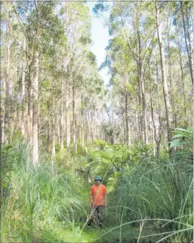  ?? PICTURE / SUPPLIED ?? Eucalyptus muellerian­a, also known as Yellow Stringybar­k, in the Horowai Trust forest. The untreated timber is suitable for hardwood decking, on-farm uses such as posts and rails, along with structural applicatio­ns such as exposed beams and decorative applicatio­ns such as flooring and furniture.