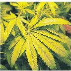 ?? FOTO: DPA ?? Die Ampel will den Cannabis-Konsum legalisier­en.