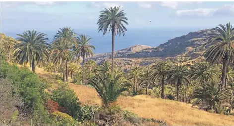  ?? FOTOS: DPA ?? In Alajero im Süden der Insel wandert man vor allem durch weitläufig­e Palmlandsc­haften. Überhaupt ist die Insel reich an Palmen.