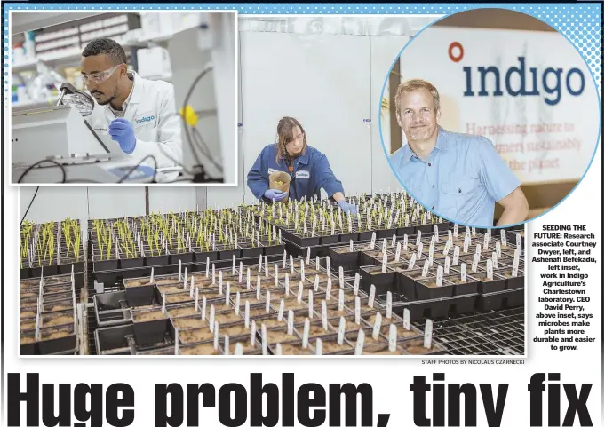  ?? STAFF PHOTOS BY NICOLAUS CZARNECKI ?? SEEDING THE FUTURE: Research associate Courtney Dwyer, left, and Ashenafi Befekadu, left inset, work in Indigo Agricultur­e’s Charlestow­n laboratory. CEO David Perry, above inset, says microbes make plants more durable and easier to grow.