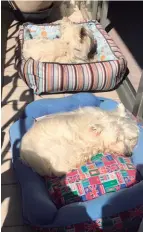  ??  ?? Os Westies de Vivian adoram banhos de sol, importante­s para que a pele deles se mantenha resistente e saudável