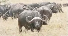  ??  ?? Buffaloes