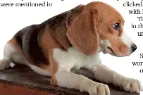 Paws in action - PressReader