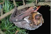  ?? ?? Hoary bats roost alone in trees, as opposed to caves. That makes them more difficult to track, compoundin­g the problem of understand­ing their population­s. Searching for a tree to roost in is one explanatio­n for their interest in turbines.