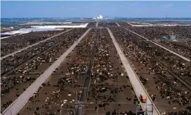  ??  ?? A beef feedlot in Texas. Photograph: Design Pics Inc/Alamy