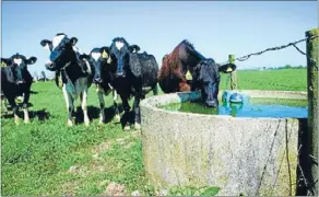  ??  ?? Water is an essential resource for dairy farming.