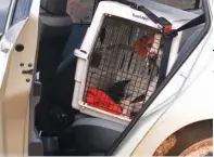  ??  ?? El perro se debe transporta­r en su canil, sujeto con el cinturón de seguridad. No debe viajar suelto dentro del auto.
