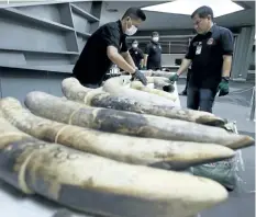  ?? SAKCHAI LALIT/THE ASSOCIATED PRESS ?? Thai customs officials display seized ivory during a press conference in Bangkok, Thailand, on Friday. Authoritie­s seized 148 kg of full elephant tusks and 31 tusk fragments originatin­g from Nigeria and destined for China.