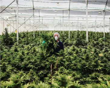  ??  ?? Effet domino. Culture de plants dans une ferme de cannabis, en Israël. Le Canada, l’Australie, les Pays-Bas, l’Italie, la Finlande ou encore l’Allemagne ont légalisé l’usage du cannabis médical.