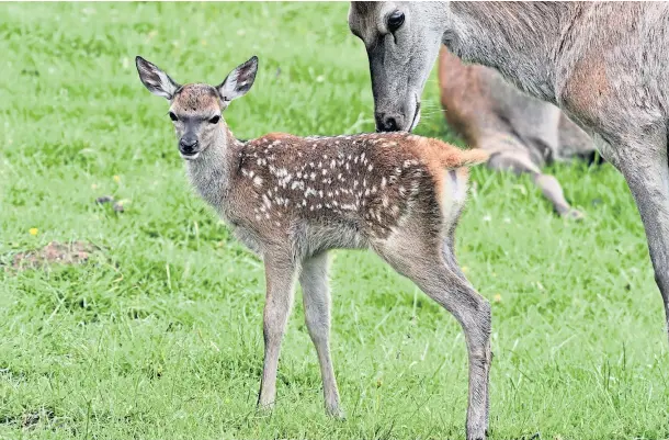  ??  ?? DEATH SENTENCE: The Scottish Gamekeeper­s Associatio­n says calves will be left to starve without their mothers.