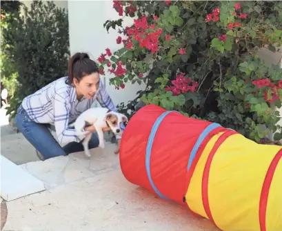  ?? PHOTOS BY ANIMAL PLANET ?? Whitney Cummings helps Jack into the tunnel, through which he trots flawlessly.