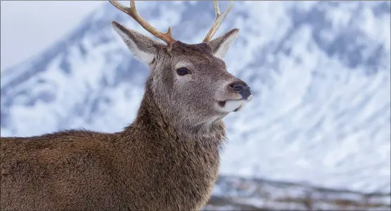  ??  ?? A study of a red deer stag with Buachaille Etive Mor as a backdrop, taken by reader Stevie Clarke, using Canon 60D. 00-400mm lens @ 100mm, f/4.5 @ 1/1500 sec.
We welcome submission­s for Picture of the Day. Email picoftheda­y@theherald.co.uk