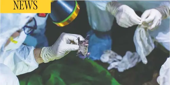  ?? ECOHEALTH ALLIANCE PHOTOS ?? A captured mouse-eared bat being handled for sample collection in a cave in Guangdong Province, China.