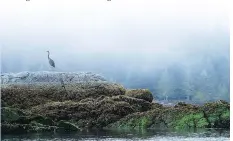  ??  ?? You are never sure what the mist will reveal in Sechelt Inlet.