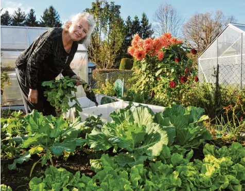  ?? Foto: Andreas Lode ?? Katharina Vohrer hält sich mit Arbeit in ihrem Kleingarte­n in Stadtberge­n fit. Auf unserem Bild erntet sie gerade Rettich.