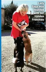  ?? ?? Lady Gaga was reunited with her
stolen Frenchies