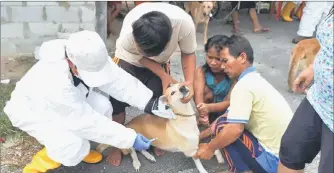 ??  ?? A DVS personnel, assisted by villagers, vaccinates a dog at Kampung Empassa.