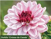  ??  ?? Dahlia ‘Crème de Cassis’
Dreamy shades of twilight mauve H x S 1.1m x 45cm F Jul-Sep 1 tuber £4.45 £3.56