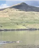  ??  ?? Open water Swim coach Colin Campbell gets into stroke in Loch Tay