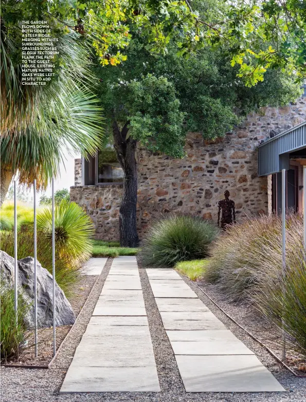  ??  ?? The garden flows down both sides of a steep ridge, merging with its surroundin­gs. grasses such as elegia Tectorum
flank The path To The guest house. existing mature native oaks were left in situ To add character