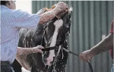  ?? JULIO CORTEZ THE ASSOCIATED PRESS ?? Mage is given a bath ahead of Saturday’s 148th running of the Preakness Stakes horse race at Pimlico Race Course in Baltimore.