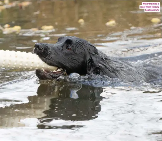  ??  ?? Water training is ideal when the July heatwave hits