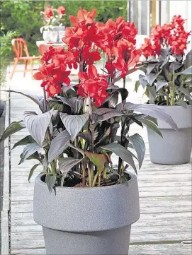  ?? PHOTO COURTESY FLEUROSELE­CT ?? Scarlet Bronze is one of the new seed-grown cannas that are compact and bloom for several months.