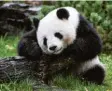  ?? Foto: Paul Zinken, dpa ?? Panda-Dame Meng Meng hat in diesen Tagen ihre Ruhe.