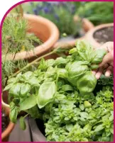  ?? ?? Pick the tips of herbs little and often to encourage regrowth and extra harvests