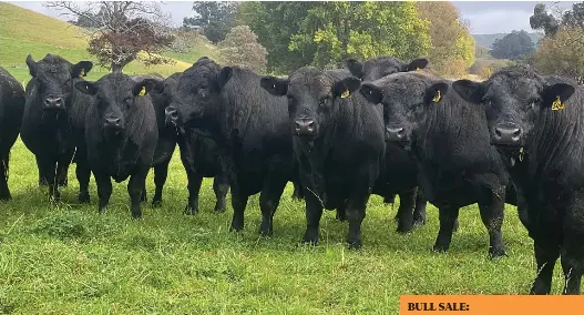 Elgin Angus: Generation­s of proven genetics | Wairarapa Times-Age ...