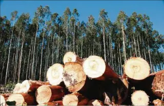  ??  ?? FORESTACIÓ­N. Tres plantas de celulosa funcionand­o a pleno podrían presionar el área de eucalipto.