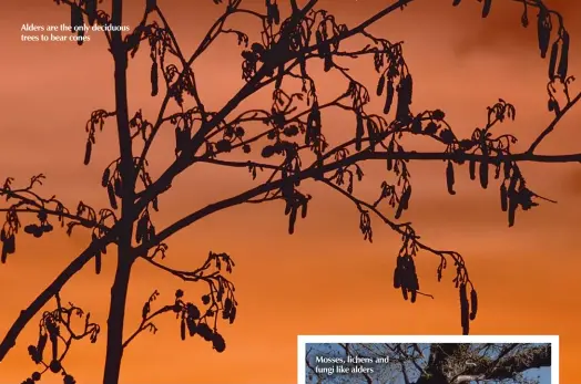  ??  ?? Alders are the only deciduous trees to bear cones