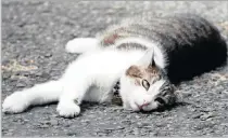  ?? PICTURE: REUTERS ?? Larry, the No 10 Downing Street cat, lays in the road in Downing Street, in central London yesterday.