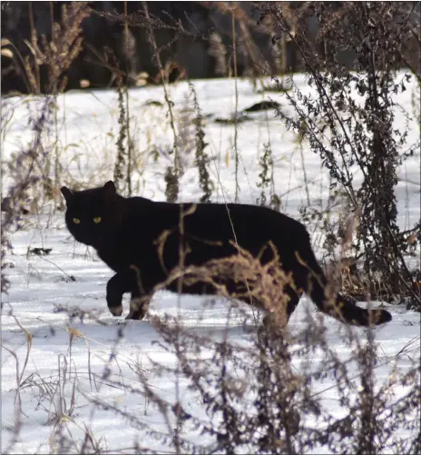  ?? TANIA BARRICKLO/DAILY FREEMAN ?? A black cat pauses to inspect something as it makes his way through the snow along North Street in Kingston, N.Y.,, on Friday.