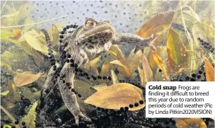  ??  ?? Cold snap Frogs are finding it difficult to breed this year due to random periods of cold weather (Pic by Linda PITKIN2020­VISION)