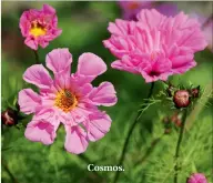  ??  ?? Cosmos.