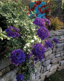  ?? PHOTOS BY NORMAN WINTER — TRIBUNE NEWS SERVICE ?? Sunrise at The Garden Guy’ s backyard shows Superbena Imperial Blue verbena handing over the wall with Double Take Scarlet flowering quince nearby.
