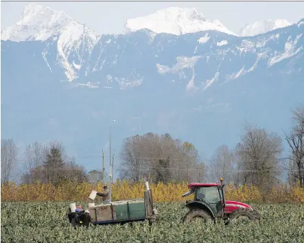  ?? JONATHAN HAYWARD/THE CANADIAN PRESS FILES ?? Workers load Brussels sprouts on a tractor in a field in Chilliwack, B.C. Marijuana companies want to further open up the space to allow recreation­al operations on B.C.’s Agricultur­al Land Reserve, a 4.6-million hectare swath of protected farmland, but...