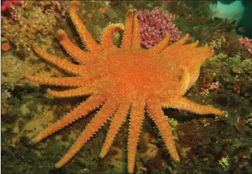  ?? JANNA NICHOLS — COURTESY ?? The giant sunflower sea star, which can exceed three feet in diameter, has disappeare­d off the California and Baja California coasts, but a new internatio­nal “critically endangered” designatio­n could buoy efforts to restore their population­s.