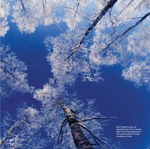  ?? ?? Don’t forget to look up: beautiful hoar frost is named after its hair-like appearance and needs specific climatic conditions to form