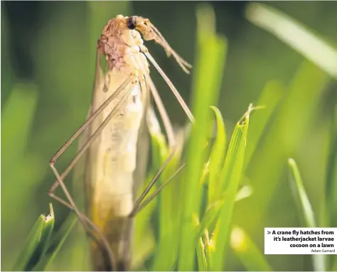  ?? Adam Gerrard ?? &gt; A crane fly hatches from it’s leatherjac­ket larvae cocoon on a lawn