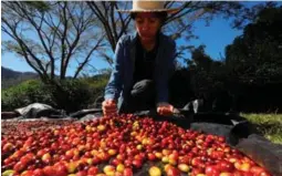  ?? ?? LA PAZ. En su finca, de 3,5 hectáreas, Linda Pérez saca unos 50 quintales de café oro, la mayoría exportados a Alemania.