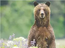  ?? IAN MCALLISTER/ PACIFIC WILD ?? “Our people live out there and know these bears,” says Mike Willie, a hereditary chief of the Kwikwasut'inuxw.