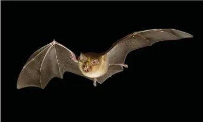  ?? Photograph: Marko Konig/imagebroke­r/Shuttersto­ck ?? A team from Cardiff University and the University of Sussex developed a mathematic­al model using ‘trajectory data’ to track the flight of the greater horseshoe bat.