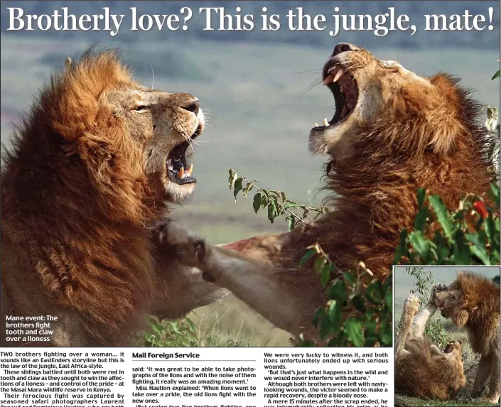  ?? Last lion standing: A victor emerges ?? Mane event: The brothers fight tooth and claw over a lioness