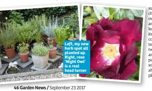  ??  ?? Left, my new herb spot all planted up. Right, rose ‘Night Owl’ is a real head turner