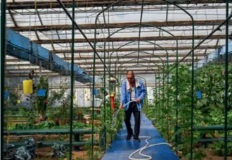  ??  ?? A greenhouse on a farm transforme­d from a former coalmine in Ordos, Inner Mongolia Autonomous Region, on July 13