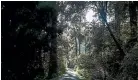  ??  ?? Old growth patches, like these in Marlboroug­h, are the last bastion of ancient forests, says a botany professor.