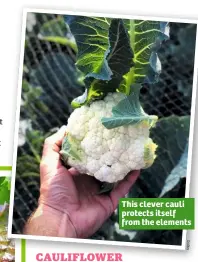  ?? D ob ie s ?? This clever cauli protects itself from the elements